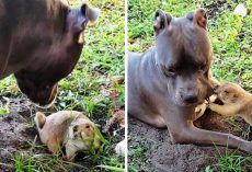 Dog Tries To Stop His Rodent Sibling From Digging A Hole, But He Keeps Failing