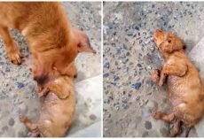 Dog That Can’t Rouse Baby Wails At Strangers, Woman Stopped To Separate Them
