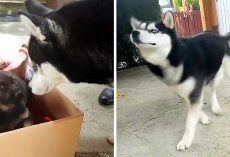 Dog Is Totally Unimpressed When Mom Opens Box And Reveals Her New Baby Brother