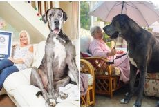 World’s Tallest Male Dog Crosses Over To Rainbow Bridge & Fans Are Mourning