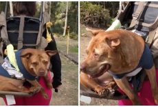 People Light Up Like Fireworks At The Sight Of Woman With Senior Pooch On Back