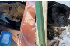 Six Dogs Found Freezing In Sub-Below Zero Temperatures With No Shelter