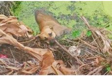 Lonesome Stray Hit Hard Was Knocked Into Canal & He Couldn’t Climb Out