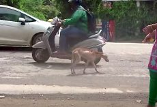 Sick Stray Played In Traffic So Directionless In This Cruel World