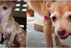 No One Stepped-Up To Foster Dog That Bit Everyone, Rescue Made 1 More Call
