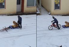 Little Boy Carefully Readies His Dog For A Sled Ride On The Empty Streets