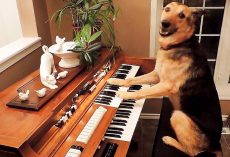 Dog Was Surrendered To A Shelter, Now She Plays The Piano Like A Seasoned Pro