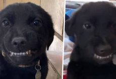Smiling Puppy Shows Teeth To Everyone At Louisiana Dog Shelter Hoping To Find Forever Home