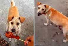 Street Dog Took His Chicken Piece And Started Walking Away, So He Followed Her