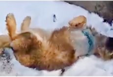 Wounded Dog Was Taken To Snowy Mountains & Left There Because Owner Didn’t Care