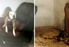 Dogs Were Locked Away In A Feces Filled Home, Forced To Watch Their Sibling Die