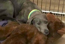Dog Dumped Along With Her Teddy Bear Gets A New Dad Who’d Never Abandon Her