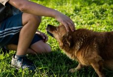 12 Things You’re Doing That Your Dog Hates