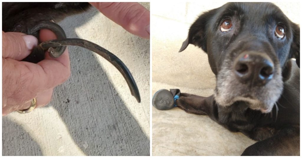 Older Dog Cries In Pain From Walking On “Longest Nails Our Staff Has