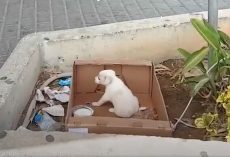 Little Pup Was Abandoned In A Box Right Outside Of A Supermarket