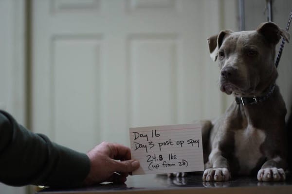 She needs more time to heal physically and emotionally, but Dr. Mathis looks forward to the day Graycie is ready to be adopted into a forever home. In the meantime, she's in wonderful hands.