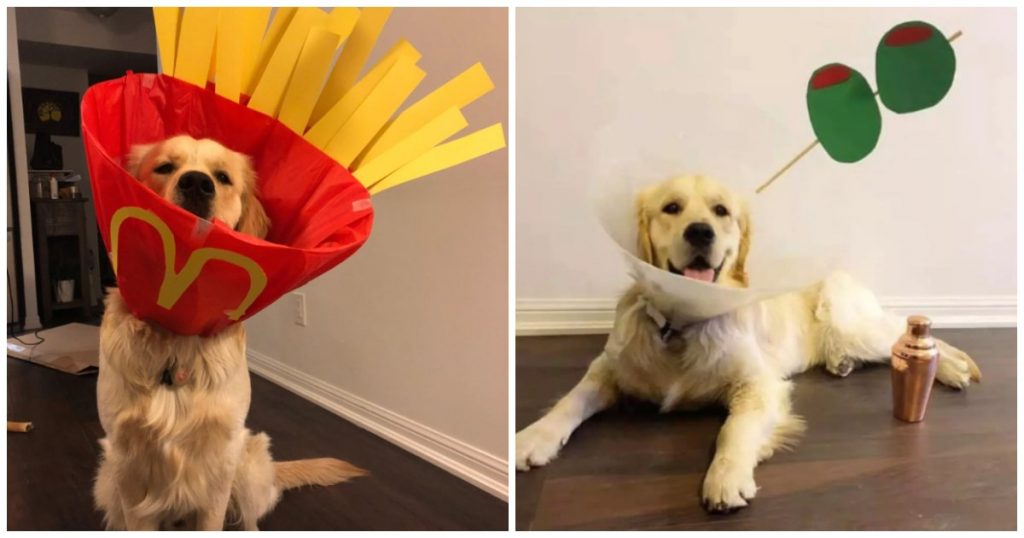 Golden Retriever Wins The With His Doggy Cones Of Shame