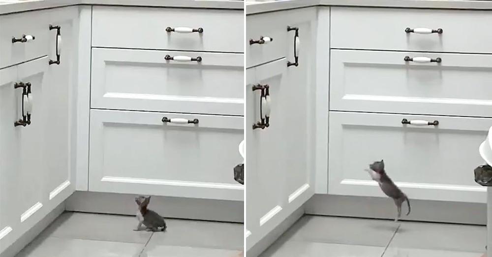 Small Kitty Overestimates Herself, Tries Jumping Up On Countertop