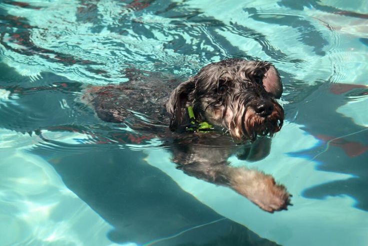 Schnauzer swimming