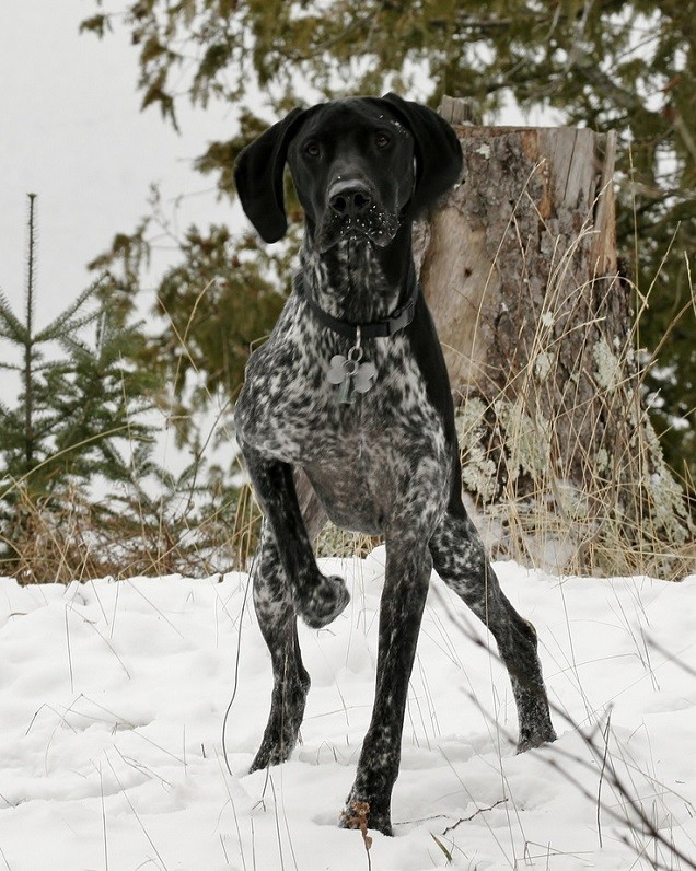 amazing winter pointer snow