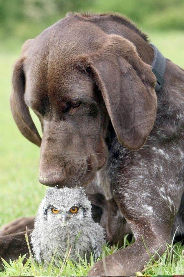pointer owl pics friends