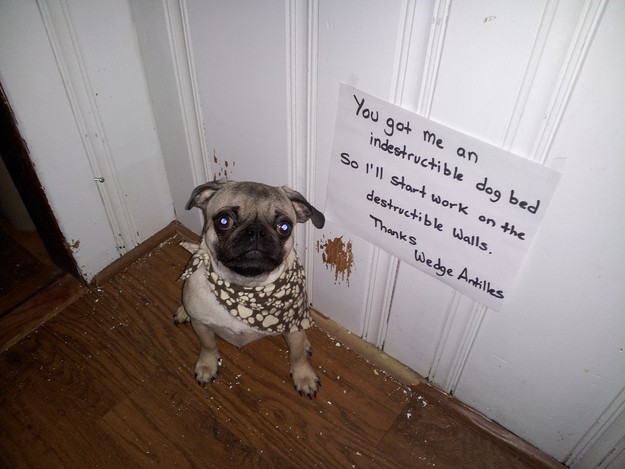 You didn't tell him he couldn't destroy things, you just specified his bed.