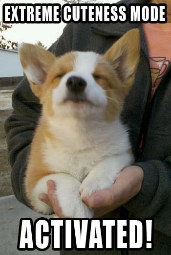 corgi meme cuteness