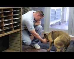 Man’s Emotional Reunion With His Dog Lost For Seven Months Will Warm Your Heart