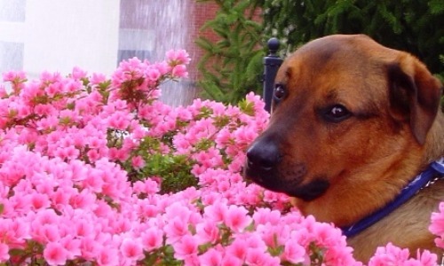 Azaleas