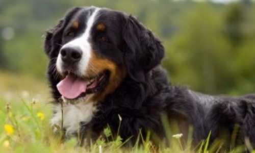Bernese Mountain Dog - 7 years