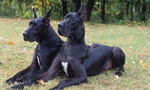 Great Dane - 8.5 years