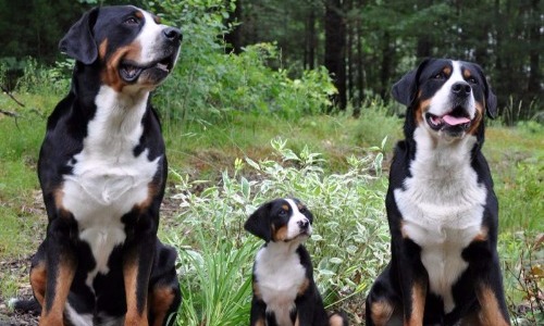 Greater Swiss Mountain Dog - 8 years
