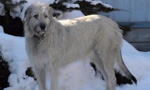 Irish Wolfhound - 7 years