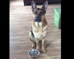 German Shepherd Is Hungry. What He Does To Tell The Human To Feed Him More Food Is Hilarious!
