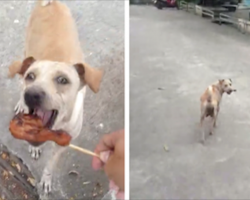 Man Gives Starving Dog Some Food, But She Refuses To Eat, So He Decides To Follow Her