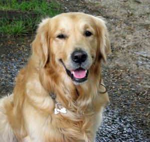 dog-220455_960_720