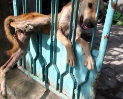This Stray Dog Was Trapped In A Gate, Until This Hero Came Along