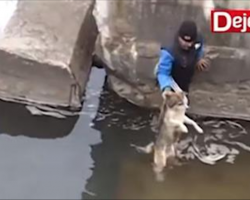 [Video] Man rescues a drowning dog, dog thanks him in the most precious way