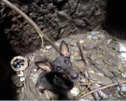 [Video] Dog Sobs When She Sees Rescuer Coming To Save Her From Deep Well