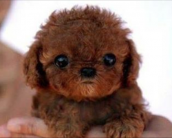 These 26 Tiny Puppies Are The Most Adorable Dogs You’ll Ever See