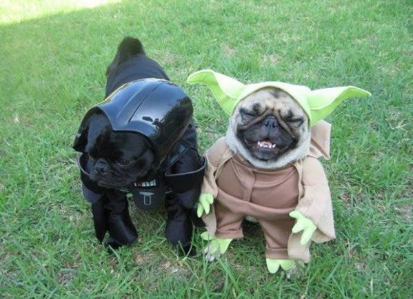 Darth Vader and Yoda Pugs Darth Vader and Yoda Pugs