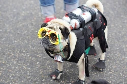 Deep Sea Diver Pug Deep Sea Diver Pug
