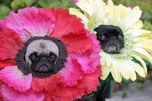 Flower Pug Flower Pug