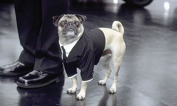 Frank the Pug Frank the Pug