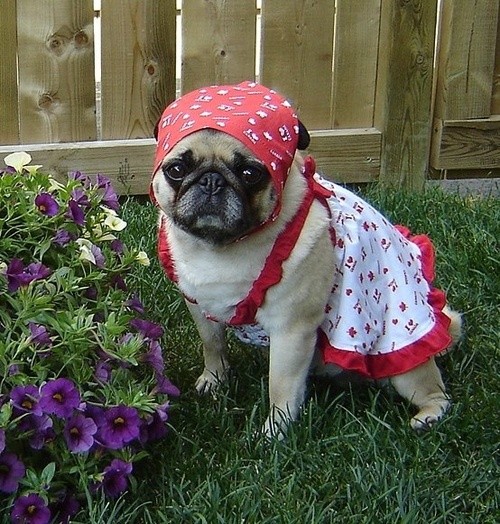 Gardener Pug Gardener Pug