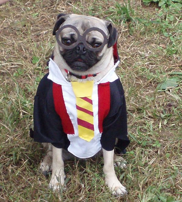 Harry Potter Pug Harry Potter Pug