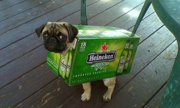 Heineken Pug Heineken Pug
