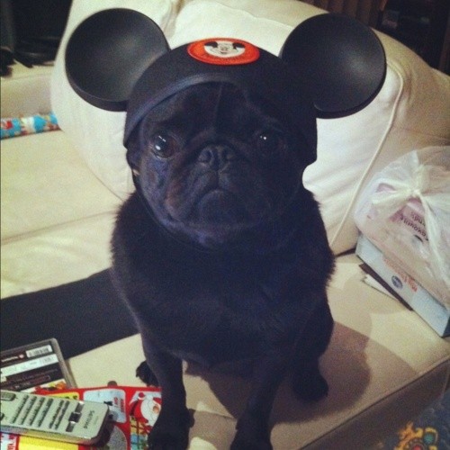 Mickey Pug! Mickey Pug!
