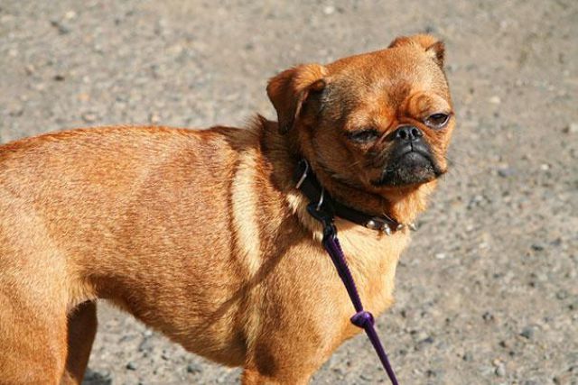 crossbreeds-17