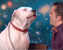 Judges were confused that dog took the stage, but watch him show off his golden pipes
